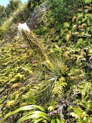 Aciphylla squarrosa