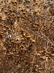 Oncosiphon pilulifer