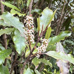 Quintinia serrata
