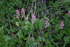 Pyrola asarifolia incarnata