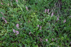 Pyrola asarifolia incarnata