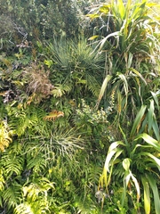 Aciphylla squarrosa