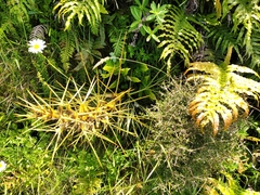 Aciphylla squarrosa