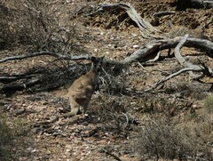 Osphranter robustus erubescens