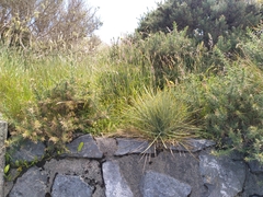 Aciphylla squarrosa