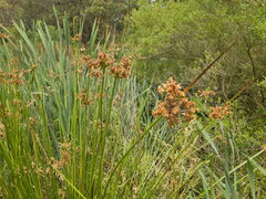 Juncus procerus