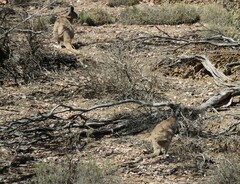 Osphranter robustus erubescens