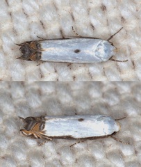Polyhymno chionarcha