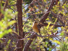 Empidonax fulvifrons