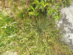 Aciphylla squarrosa