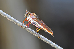 Colepia rufiventris
