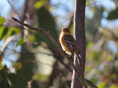 Empidonax fulvifrons