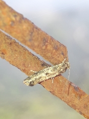 Tinea conferta
