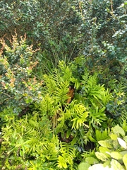 Aciphylla squarrosa