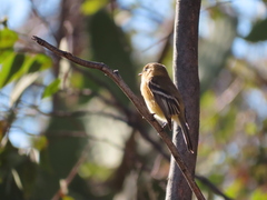 Empidonax fulvifrons