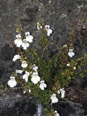 Euphrasia cuneata
