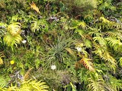 Aciphylla squarrosa
