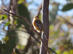 Empidonax fulvifrons
