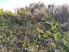 Aciphylla squarrosa