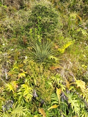 Aciphylla squarrosa