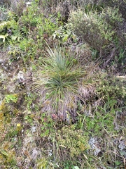 Aciphylla squarrosa