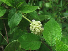 Varronia bullata