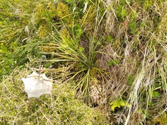 Aciphylla squarrosa