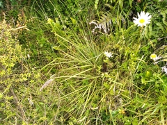 Aciphylla squarrosa