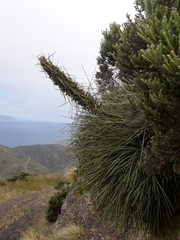 Aciphylla squarrosa