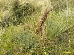 Aciphylla squarrosa