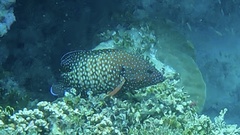 Cephalopholis cyanostigma