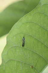 Keroplatidae