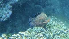 Cephalopholis cyanostigma