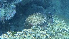 Cephalopholis cyanostigma