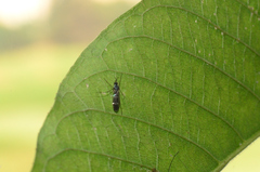 Keroplatidae