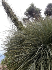 Aciphylla squarrosa