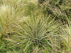 Aciphylla squarrosa