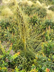 Aciphylla squarrosa