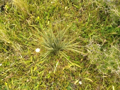 Aciphylla squarrosa