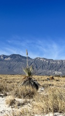 Yucca torreyi