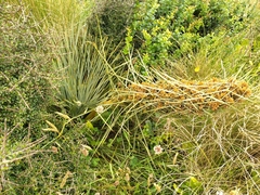 Aciphylla squarrosa