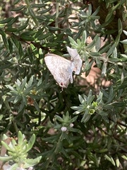 Catopyrops florinda