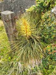 Aciphylla squarrosa