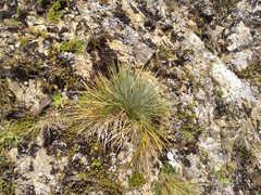 Aciphylla squarrosa