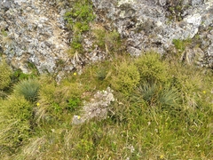 Aciphylla squarrosa