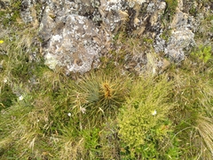 Aciphylla squarrosa