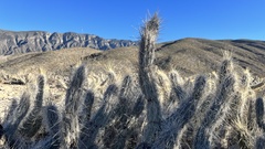 Grusonia