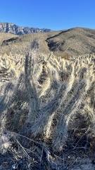 Grusonia