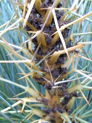 Aciphylla squarrosa