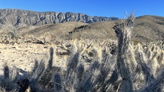 Grusonia
